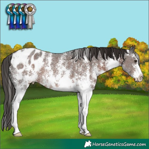 Horse Color:Liver Chestnut Sabino Appaloosa 