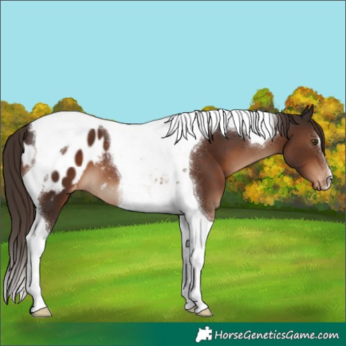 Horse Color:Liver Chestnut Tobiano Appaloosa