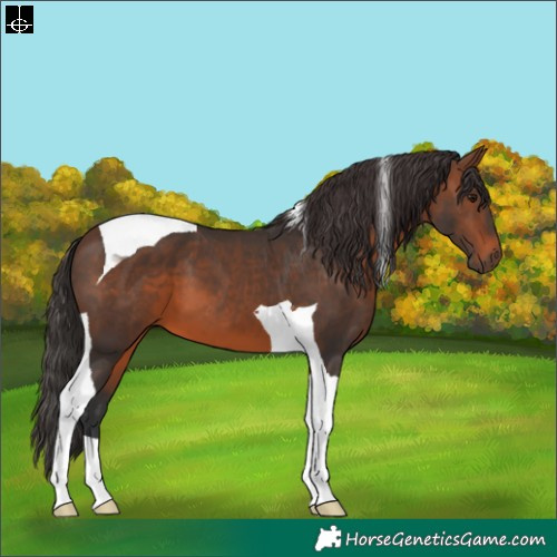 Horse Color:Brown Tobiano 