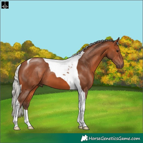 Horse Color:Silver Brown Tobiano