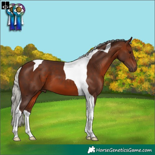 Horse Color:Silver Brown Tobiano 