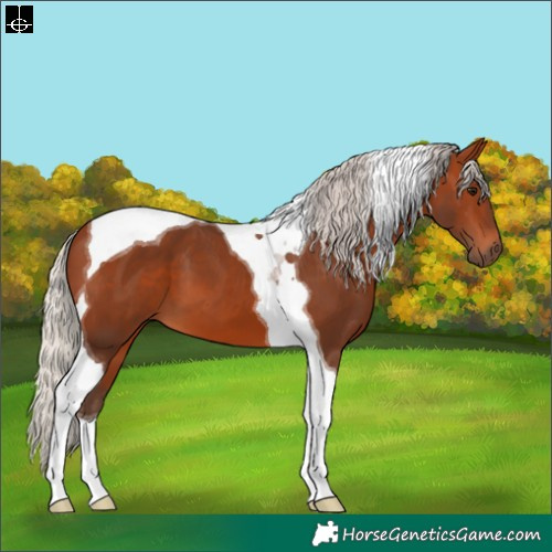 Horse Color:Silver Brown Tobiano 