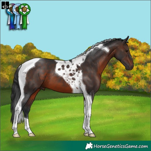 Horse Color:Brown Tobiano 