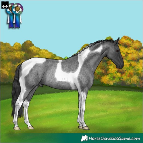 Horse Color:Blue Roan Tobiano Rabicano