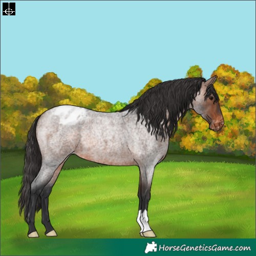 Horse Color:Brown Roan Appaloosa