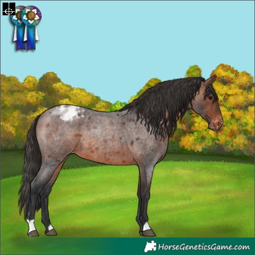 Horse Color:Brown Roan Blanket