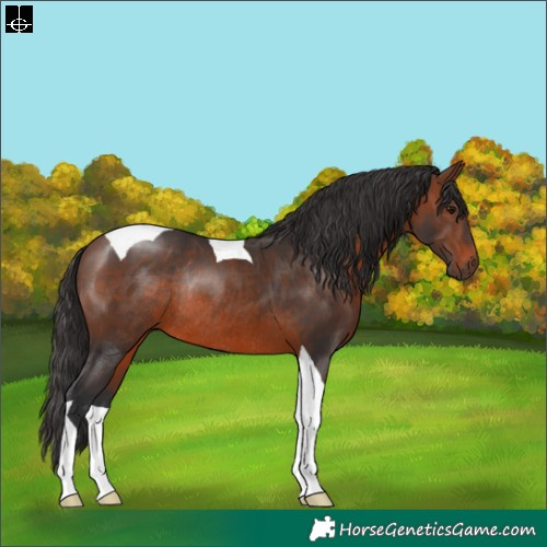 Horse Color:Brown Tobiano Rabicano 
