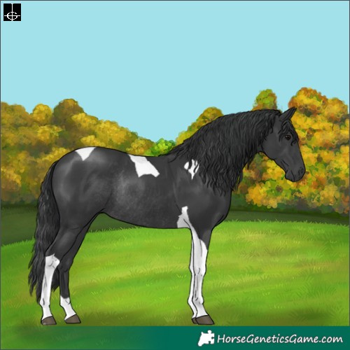Horse Color:Black Tobiano Rabicano