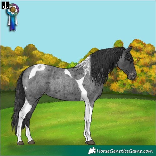 Horse Color:Blue Roan Tobiano Appaloosa