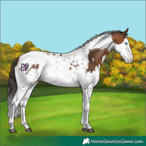 Horse Color:Bay Splash Tobiano  and Bay Splash Tobiano 