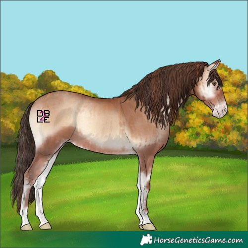 Horse Color:Gold Champagne Onyx Appaloosa Rabicano  and Amber Champagne Onyx Rabicano 