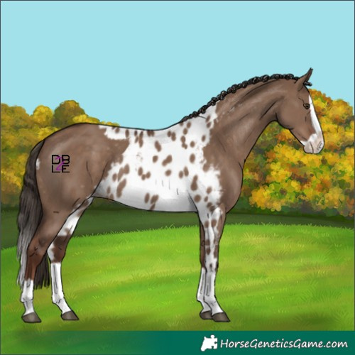 Horse Color:Liver Red Dun Splash Skewed Appaloosa 