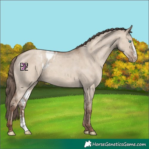 Horse Color:Classic Champagne Dun Merle Sabino Skewed Appaloosa 