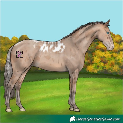 Horse Color:Amber Champagne Merle Skewed Appaloosa