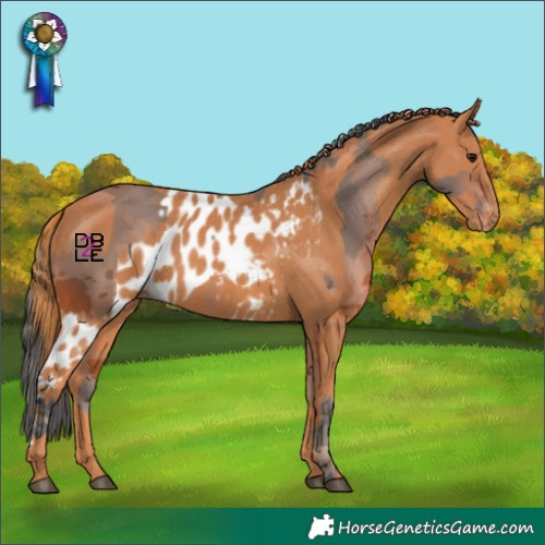 Horse Color:Bay Merle Skewed Appaloosa  and Chestnut Skewed Appaloosa 