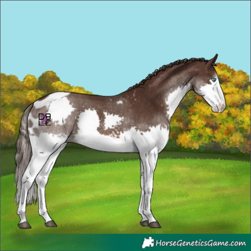 Horse Color:Liver Chestnut Splash Tobiano Skewed Appaloosa 