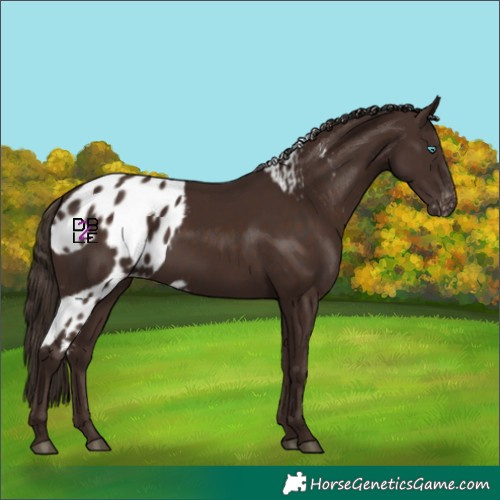 Horse Color:Liver Chestnut Skewed Appaloosa
