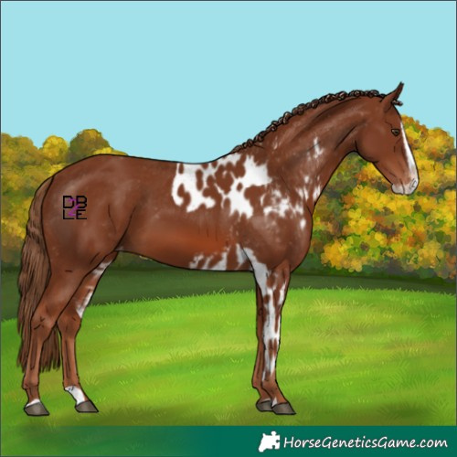 Horse Color:Chestnut Splash Skewed Appaloosa 
