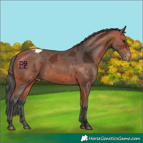 Horse Color:Bay Merle Skewed LP Spotted