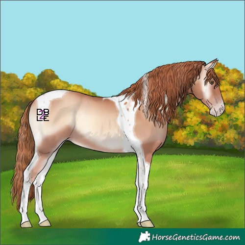 Horse Color:Gold Champagne Onyx Tobiano