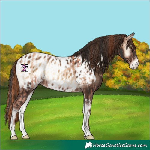 Horse Color:Gold Champagne Onyx Tobiano  and Liver Red Onyx Sabino Near Leopard 
