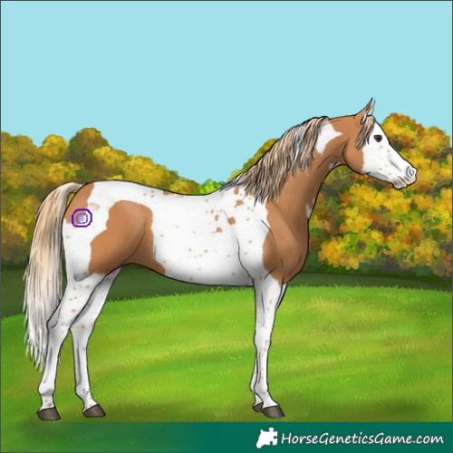 Horse Color:Chestnut Splash Tobiano  and Chestnut Splash Tobiano 