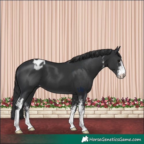 Horse Color:Black Sabino Appaloosa