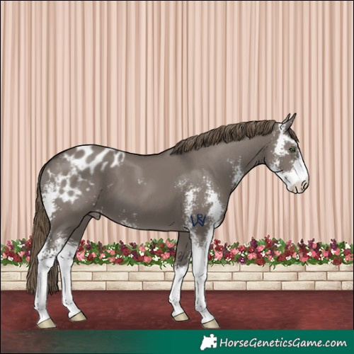 Horse Color:Smoky Grullo Sabino Appaloosa