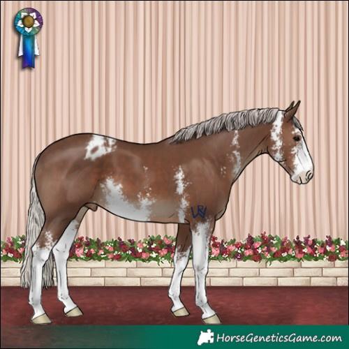 Horse Color:Silver Black Sabino Appaloosa