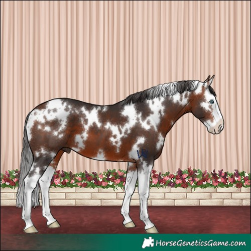 Horse Color:White Spotted Bay Splash 