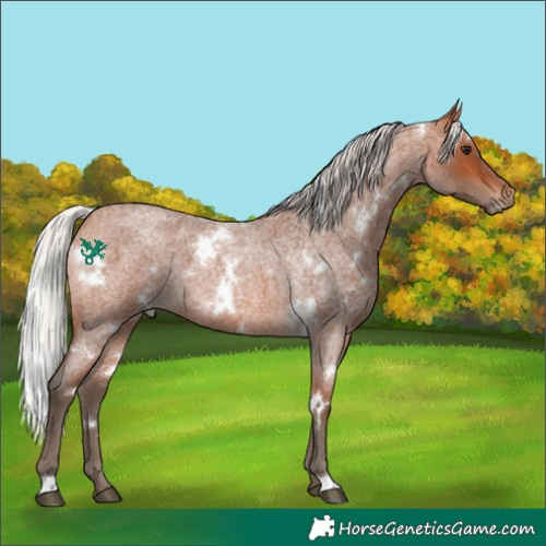Horse Color:White Spotted Silver Bay Roan 