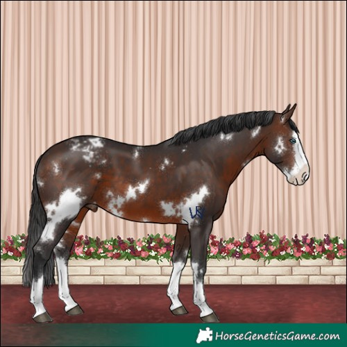 Horse Color:White Spotted Brown Splash Varnish