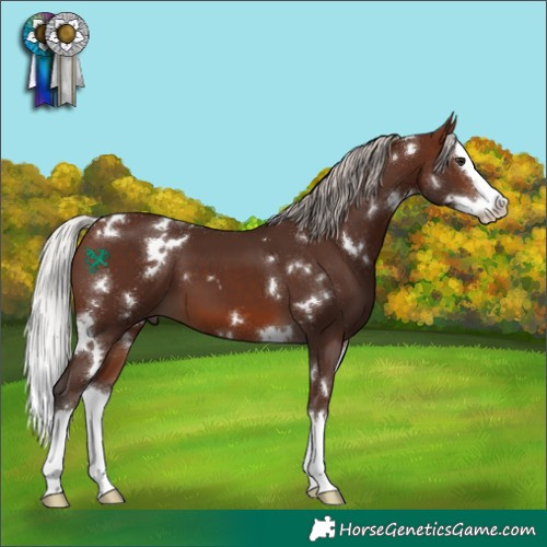 Horse Color:White Spotted Silver Brown Splash