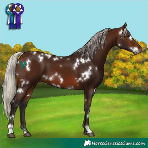 Horse Color:Gray White Spotted Silver Bay