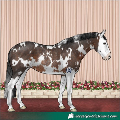 Horse Color:White Spotted Brown Splash Rabicano