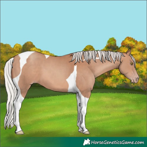 Horse Color:Silver Sable Champagne Tobiano 