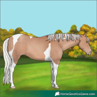 Horse Color:Silver Sable Champagne Tobiano