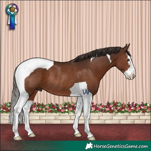 Horse Color:Liver Chestnut Splash Tobiano Rabicano