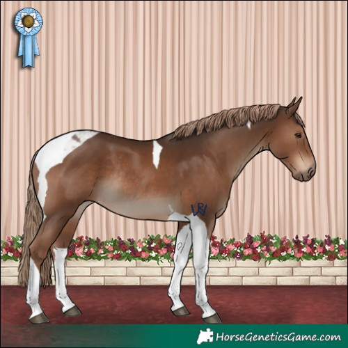 Horse Color:Liver Chestnut Tobiano Rabicano 
