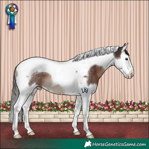 Horse Color:Liver Chestnut Splash Tobiano Rabicano 