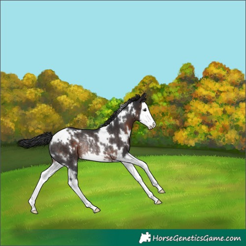 Horse Color:White Spotted Brown Splash Rabicano