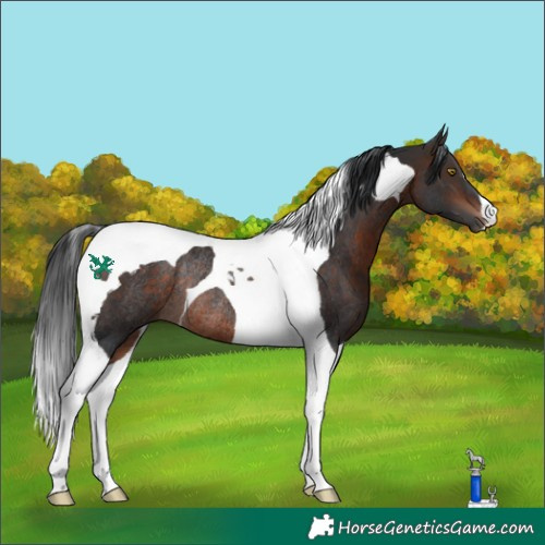 Horse Color:Bay Tobiano Rabicano