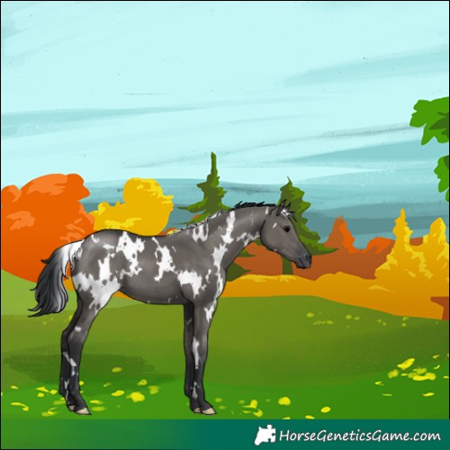 Horse Color:White Spotted Grullo 