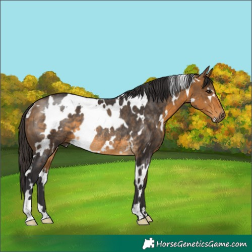 Horse Color:White Spotted Buckskin Rabicano