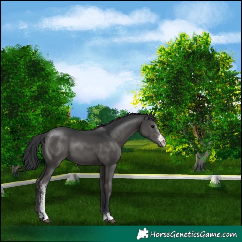 Horse Color:Black Sabino