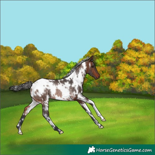 Horse Color:White Spotted Brown Rabicano