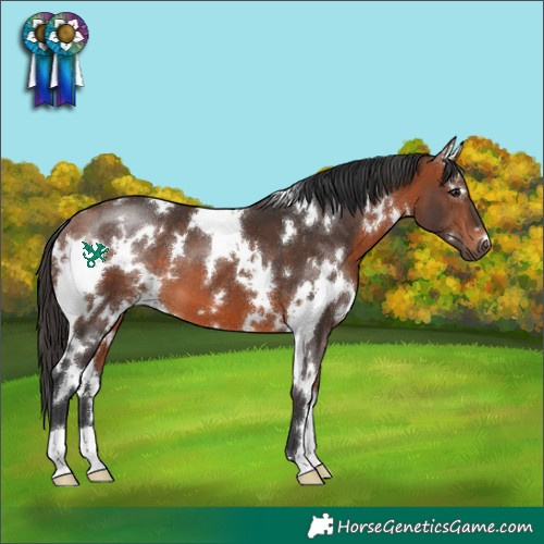 Horse Color:White Spotted Bay