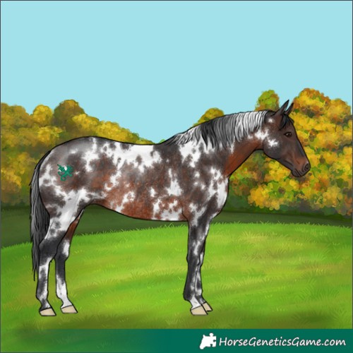 Horse Color:White Spotted Brown Rabicano 