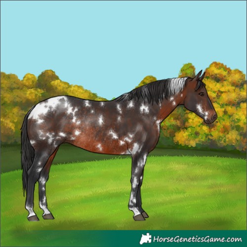 Horse Color:White Spotted Brown Rabicano 