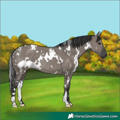Horse Color:White Spotted Grullo Rabicano